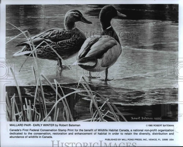 1985 Press Photo Mallard Pair- Early Winter by Robert Bateman - cvb10792