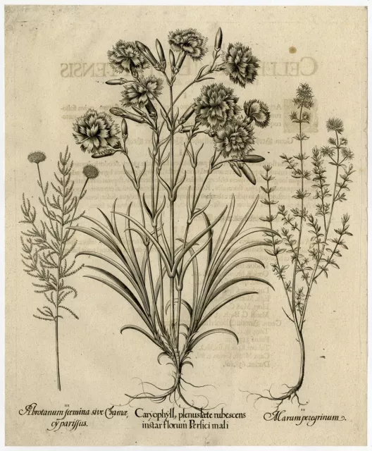 Seltener antiker Meisterdruck-NNELKE-THYMUS-LAVENDEL-Besler-Custos-1713