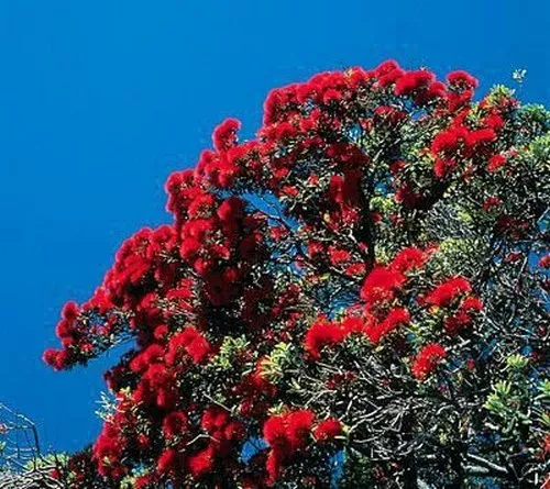 SAMEN roter Weihnachtsbaum aus Neuseeland, hammerhart !