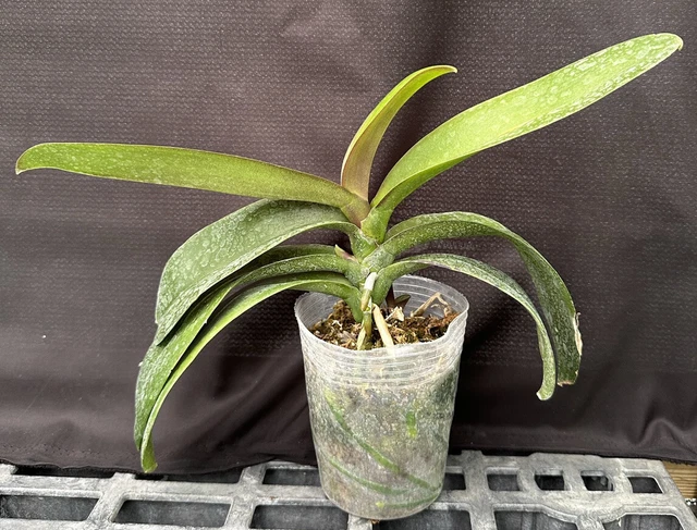 Phal.  **Surprise Blooms** Phalaenopsis Orchid Plant.