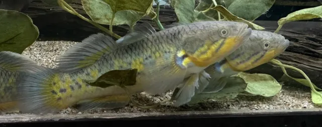 XL Snakehead Gudgeon Goby 7-8” -Live Freshwater Tropical Aquarium Fish