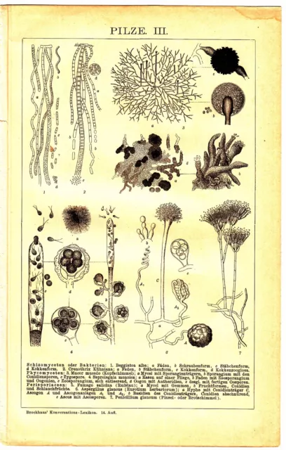 1895 Mushroom Fungi Species,Mycology Antique Lithograph Print 2