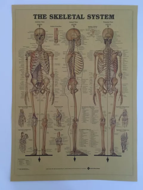 Human Skeleton Poster Print Anatomy Skeletal System Vintage Picture