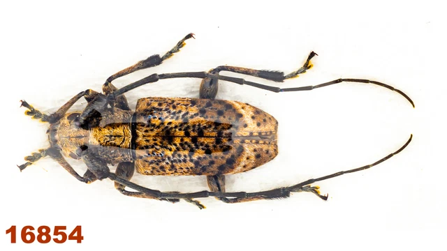 Cerambycidae: Meton sp.   A1, 11 mm , 1 pc