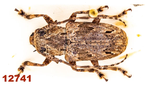 Cerambycidae: Lamiinae sp.  A1, 17 mm, Mounted, 1 pc