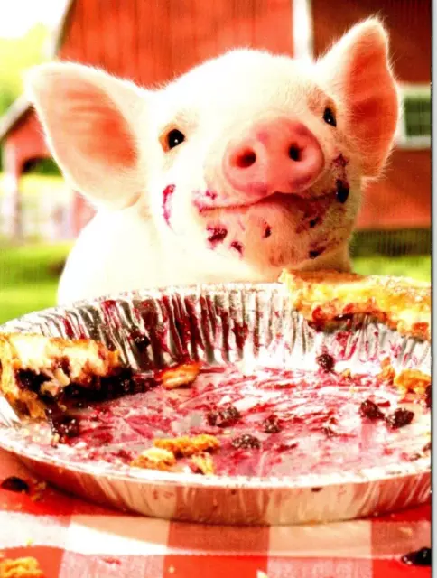 AVANTI BLUEBERRY PIE PIG BIRTHDAY GREETING CARD New w/ Envelope Humor CF5