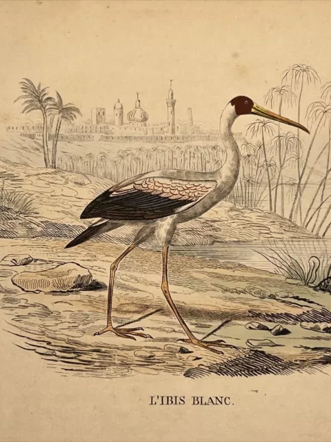 Ibis 1852 Antique Hand Colored Illustration Birds Watercolors Lithograph Collect