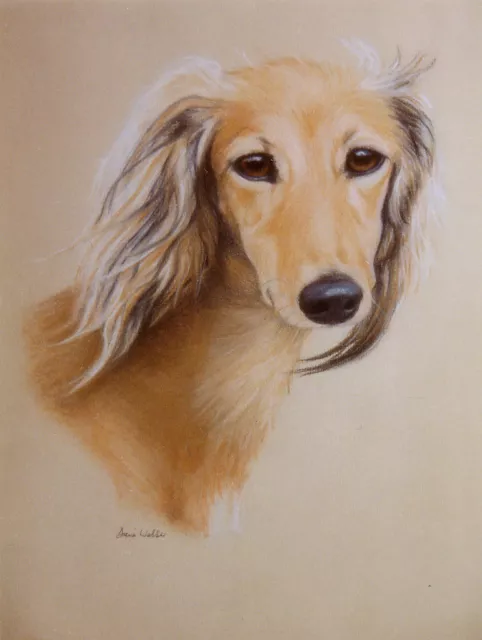 Saluki  Charming Dog Greetings Note Card, Beautiful Head Study