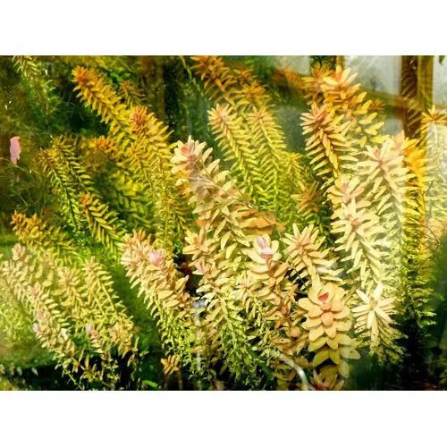 Lot plantes 10 variétés aquarium