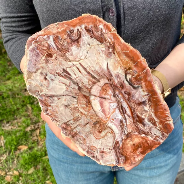 2.2LB Large Beautiful polished Arizona red petrified wood slice mineral specimen