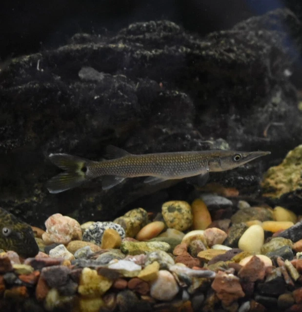 Live Hujeta Rocket Gar (3" Tropical Freshwater Aquarium Fish) *PLS READ DESCR* 3