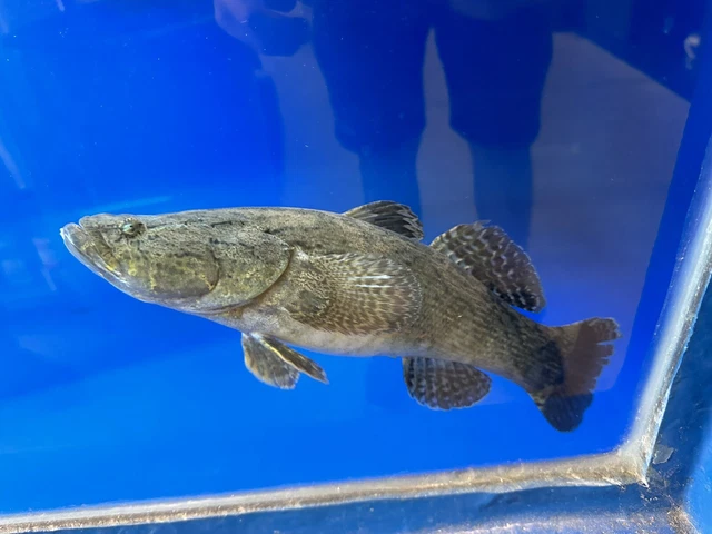 XL Water Cow Goby 13-14”+ -Live Freshwater Tropical Aquarium Fish