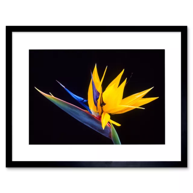 Photo Nature Plant Flower Bird Paradise Exotic Beautiful Framed Print 12x16 Inch
