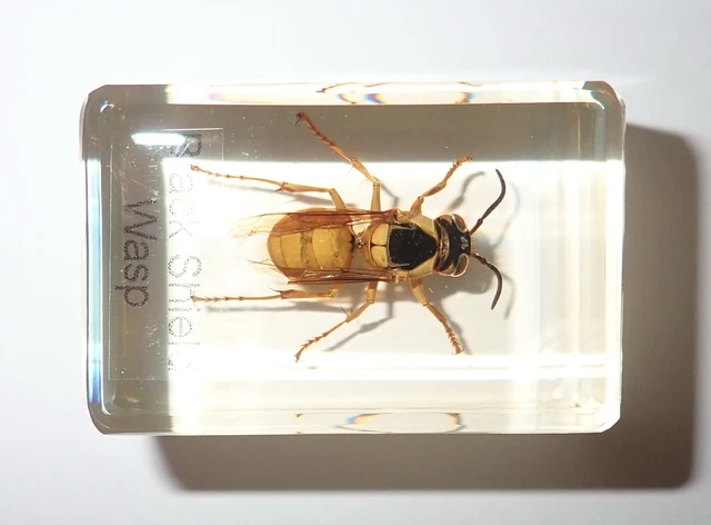 Black Shield Wasp in 45x30x20 mm Amber Clear Resin Block Teaching Aid TE1A