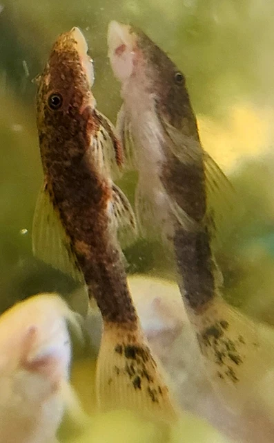  Calico Bristlenose Pleco 1”