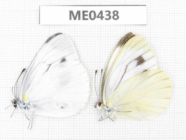Butterfly. Pieris orientis. Jilin, Baishan, Fusong county. 1P. ME0438.