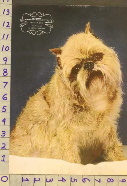 1943  Dog Canine Brussels Griffon Breeder Waxman Photo Print Ru79