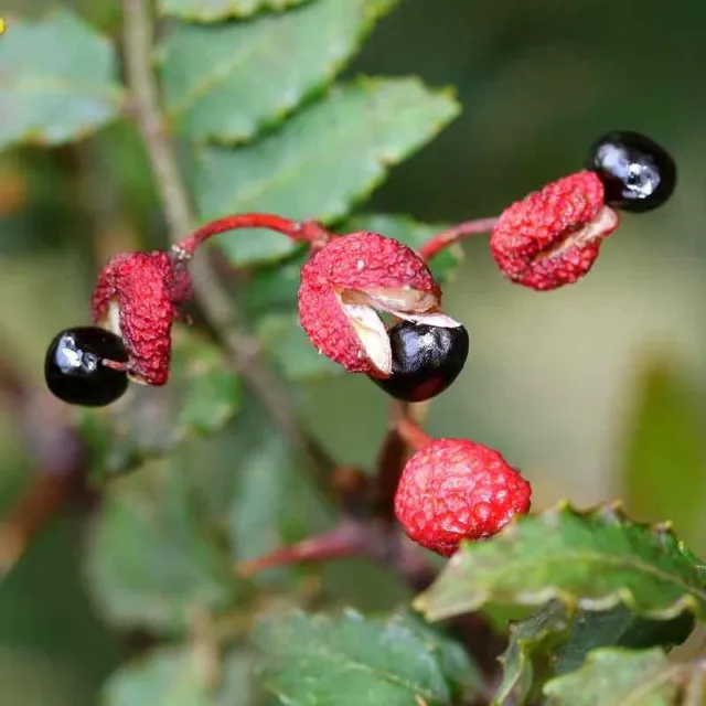 Zanthoxylum piperitum - Poivre du Sichuan - Poivrier japonais