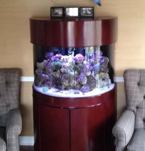 Aqua Vim 68 Gallon Half Cylinder Ocean View Rose Cherry Saltwater Reef Aquarium