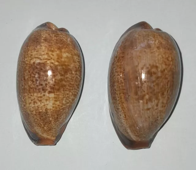 45mm & 44mm Lot 2 X  Cypraea erronea caurica elongata cowrie sea shell.