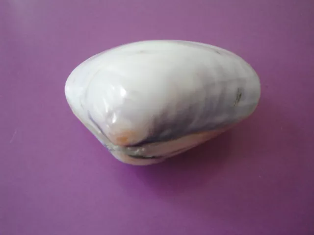 Sea Shell Seashells 3" Polished Purple Pair Clam Shell