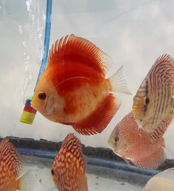 Group 6 Discus Fish 3 “ Blue Diamond ,Red Melon ,white Butterfly By Sair