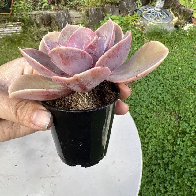 Echeveria Perle von Nurnberg Pink/rosy Color 5cm Pot Easy Care Succulent limited 3