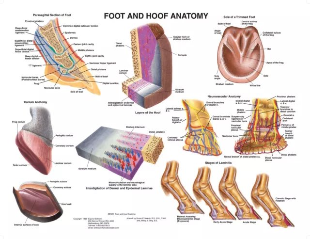 Equine Foot & Hoof Anatomy Wall Chart #5  LFA #2540 Horse