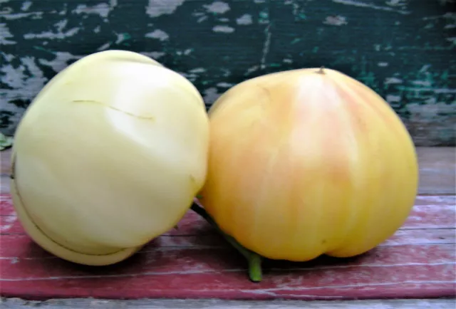 White Wonder Tomato : 20 Seeds