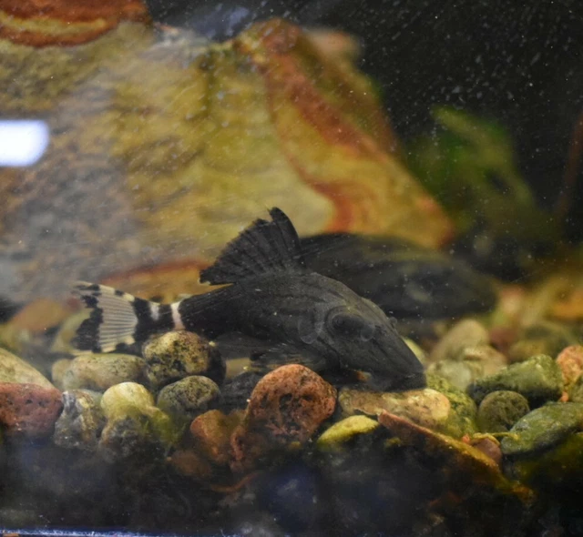 Live Royal Panaque Pleco L191 (1.5-2" Freshwater Aquarium Fish) PLS READ DESCR 5