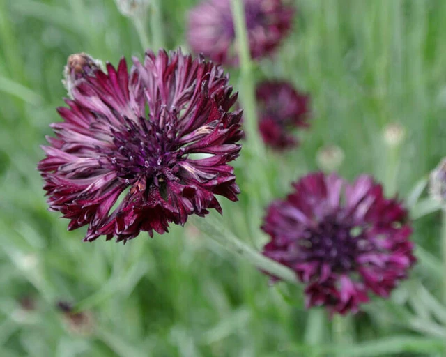 Centaurée Bleuet  Noir - Cornflower - Centaurea c. 50+ Graines - Seeds Ed 006