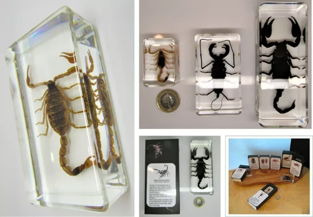 real insects range scorpions in crystal resin & information card on gift box