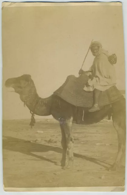 Homme et dromadaire. Algérie ou Tunisie. Afrique du Nord. Vintage albumen print.