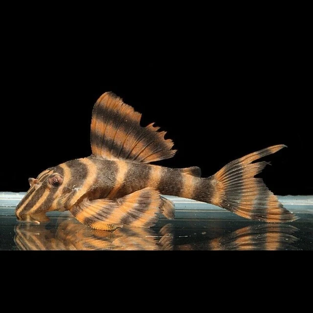 1 RARE Live Juvenile L-306 Bloodred Tiger Pleco Freshwater Aquarium Fish Grade A