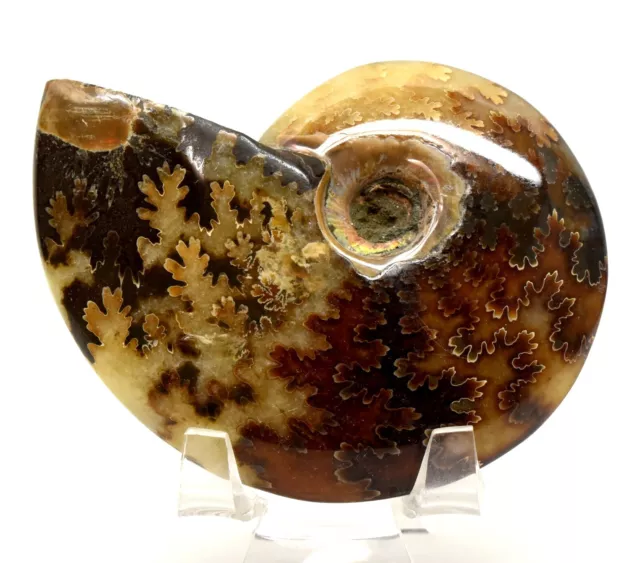 3.2 " Sutured Ammonite Fossil Shell Poliert Natur Sammlerstück Spiral Madagascr