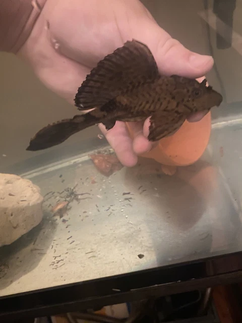 rihno pleco