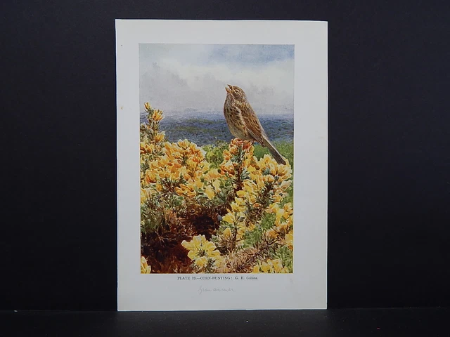 Birds British c 1930 Original Color Book Plate S5#140 Corn-Bunting