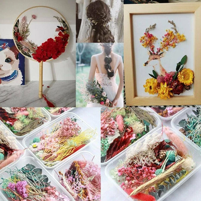 Hágalo usted mismo Real Pressed Flor Seca para Artesanía Resina Regalo Joyería O E3D9