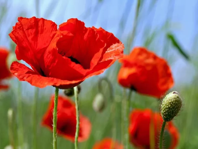 4000 Graines de Pavot Sauvage Coquelicot Rouge Méthode BIO seeds Fleurs vivace