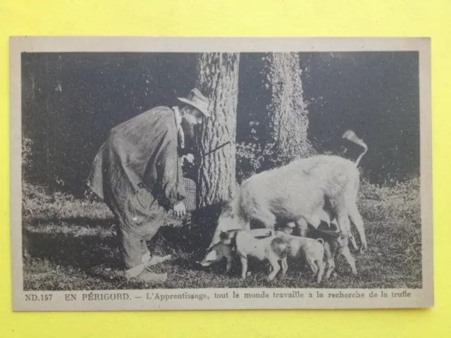 cpa FRANCE Périgord COCHONS PORC Cherchant la TRUFFE Pig Truffle nose mushroom