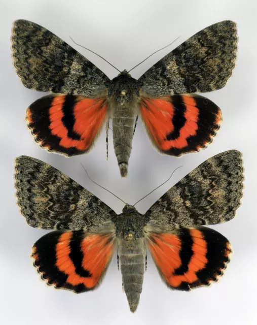 Catocala deducta large pair with male 73mm female 74mm wingspan (Noctuidae)