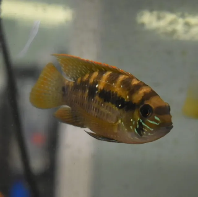 Live Wild Blue Acara Cichlid (3.5-4" Aquarium Fish) *PLS READ DESCR*