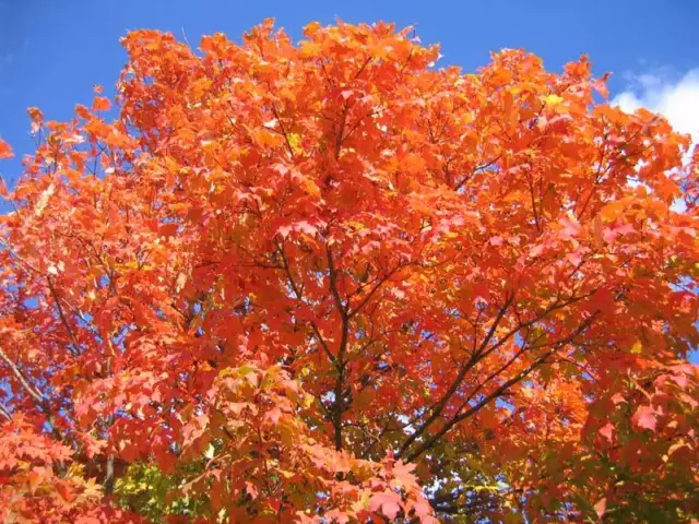 100 x Sugar Maple Tree seeds - Acer Saccharum - Rock Maple.. 2