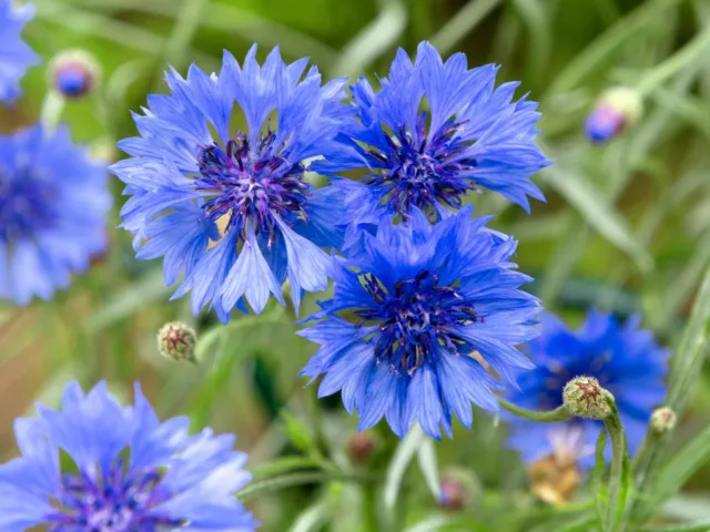 1000+ Samen Blaue Kornblume Centaurea cyanus Blumenwiese Bienenweide Wildblume