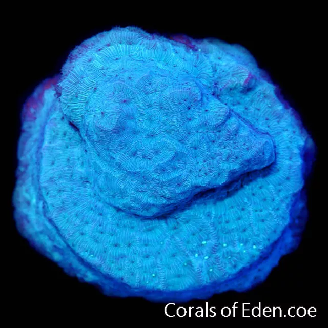 CORALS OF EDEN ~ Frosted Ice Leptoseris Coral Frag - Live Coral for Sale LPS SPS