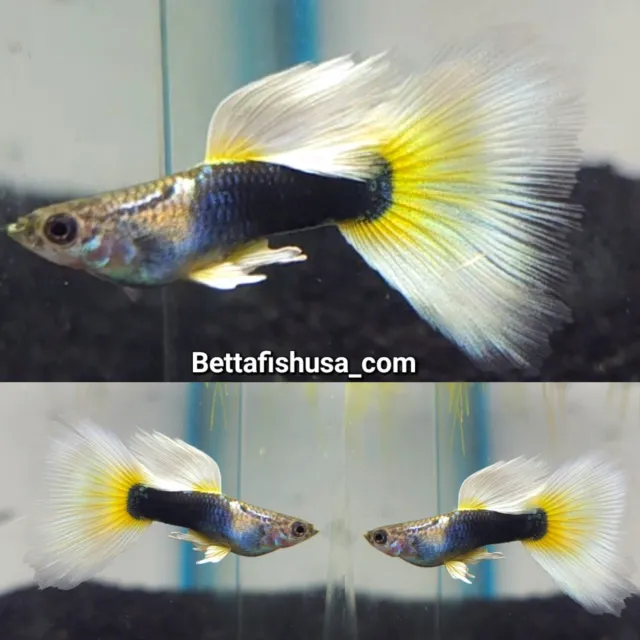2 Female Live Aquarium Guppy Fish High Quality HB half black Yellow  USA SELLER