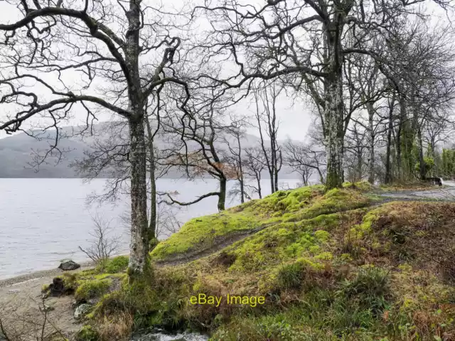 Photo 12x8 Moss and trees between Loch Lomond and A82 Inveruglas Trees alo c2022