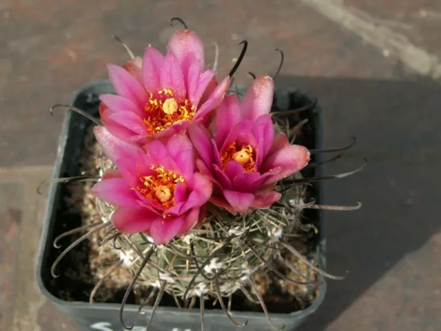 Sclerocactus spinosior SB 1182 - 10 seeds, seeds - VERY RARE!