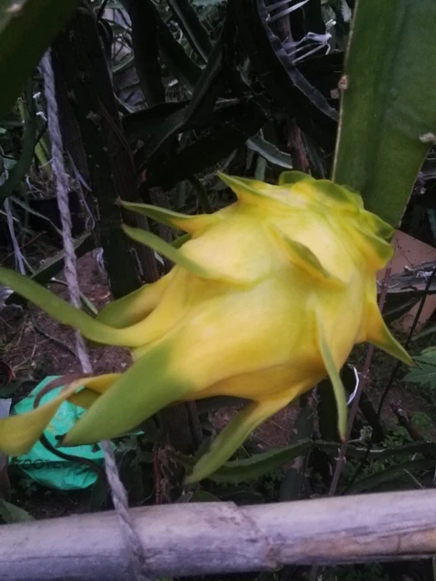 Pitaya Rossa - Pianta Di Frutto Del Drago Autofecondante Zamorano/Guyute 30-40 Cm | Vivai Valtellina - Foto 13