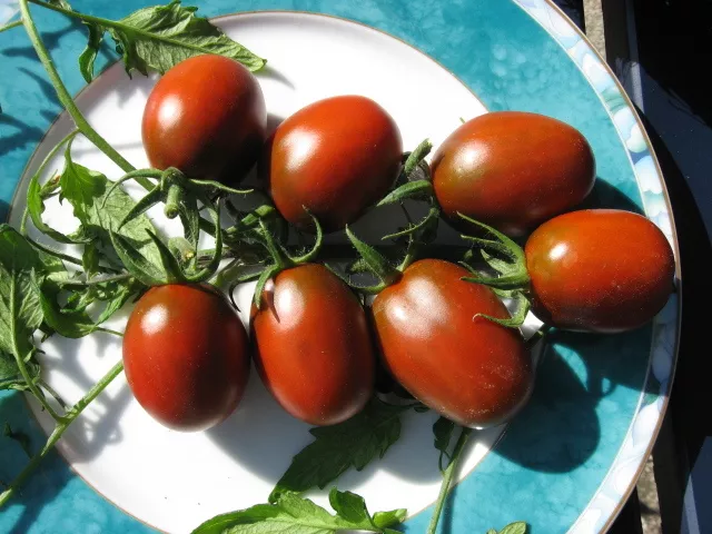 Tomate  Black Plum  sehr tolerant volles fruchtiges Aroma dunkles Fruchtfleisch 2